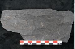 Foto (Detailansicht) von Noeggerathia palmaeformis Goeppert (NHMW-GEO-2024-0188-10735)